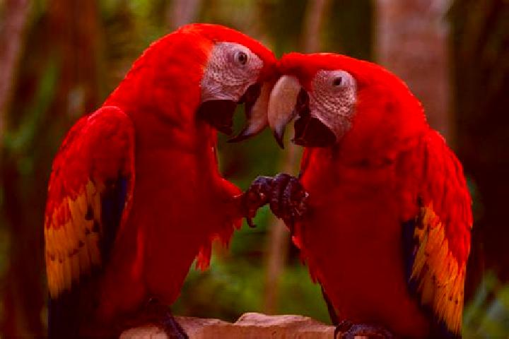 10 escort profiles in El Guacamayo, Colombia. Browse companions, services, rates and book online. Incall and outcall available.