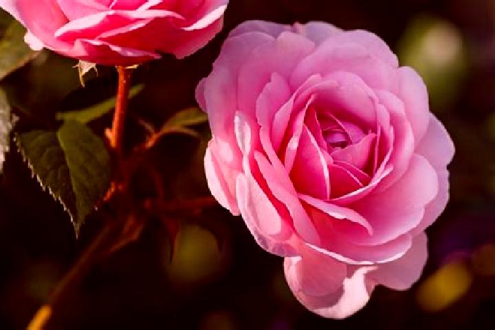 10 escort profiles in El Rosal, Mexico. Browse companions, services, rates and book online. Incall and outcall available.