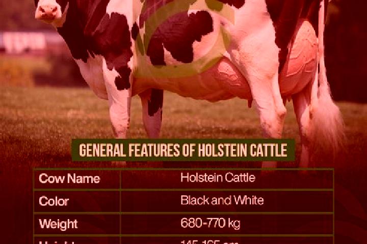 10 escort profiles in New Holstein, United States. Browse companions, services, rates and book online. Incall and outcall available.