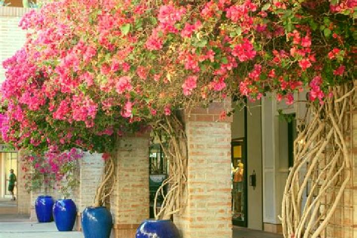 11 escort profiles in Bugambilias (La Cruz), Mexico. Browse companions, services, rates and book online. Incall and outcall available.