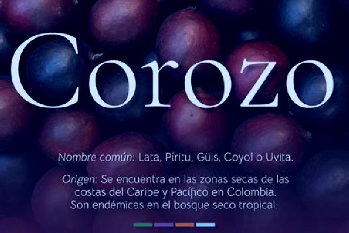 11 escort profiles in El Corozo, Venezuela. Browse companions, services, rates and book online. Incall and outcall available.
