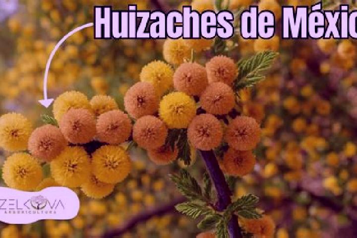 11 escort profiles in Entronque de Matehuala (El Huizache), Mexico. Browse companions, services, rates and book online. Incall and outcall available.