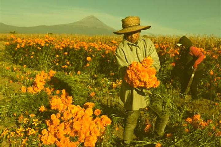 11 escort profiles in Santa Cruz Zenzontepec, Mexico. Browse companions, services, rates and book online. Incall and outcall available.