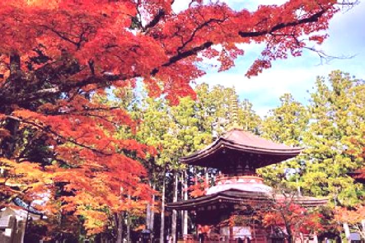 12 escort profiles in Koya, Japan. Browse companions, services, rates and book online. Incall and outcall available.