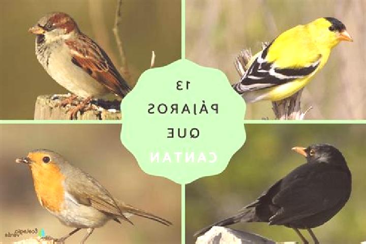 12 escort profiles in Los Pajaros, Mexico. Browse companions, services, rates and book online. Incall and outcall available.