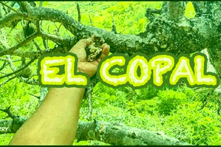 13 escort profiles in El Copalillo, Mexico. Browse companions, services, rates and book online. Incall and outcall available.