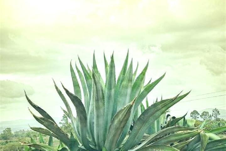 13 escort profiles in Maguey Blanco, Mexico. Browse companions, services, rates and book online. Incall and outcall available.