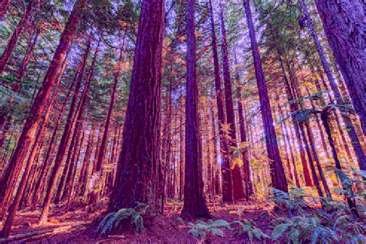 13 escort profiles in Redwood, New Zealand. Browse companions, services, rates and book online. Incall and outcall available.