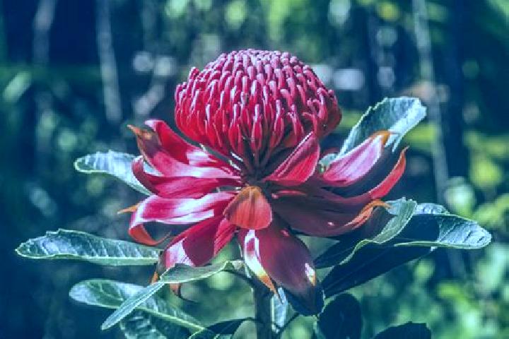 13 escort profiles in Telopea, Australia. Browse companions, services, rates and book online. Incall and outcall available.