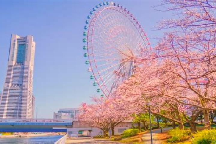 14 escort profiles in Minatomirai, Japan. Browse companions, services, rates and book online. Incall and outcall available.