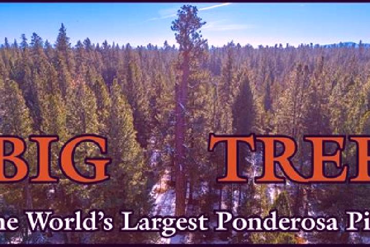 15 escort profiles in Ponderosa Pine, United States. Browse companions, services, rates and book online. Incall and outcall available.