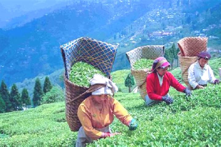 15 escort profiles in Tasti Tea Garden, India. Browse companions, services, rates and book online. Incall and outcall available.