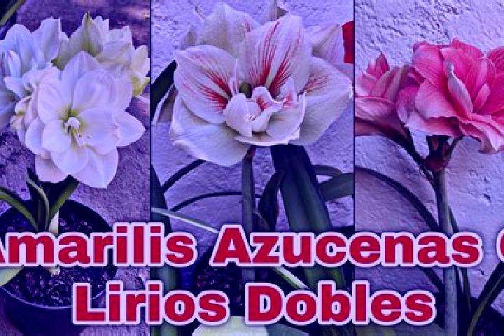 6 escort profiles in Jardines de Azucenas (La Floresta), Mexico. Browse companions, services, rates and book online. Incall and outcall available.