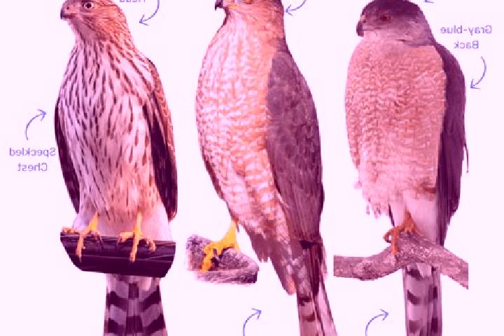 7 escort profiles in Hawks Nest, Australia. Browse companions, services, rates and book online. Incall and outcall available.