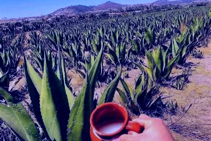 7 escort profiles in San Lucas del Pulque, Mexico. Browse companions, services, rates and book online. Incall and outcall available.