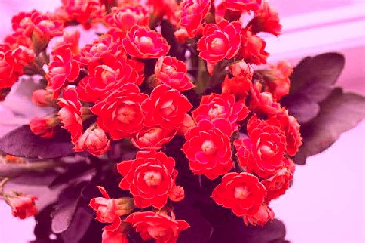 7 escort profiles in San Pedro Ixcatlan, Mexico. Browse companions, services, rates and book online. Incall and outcall available.
