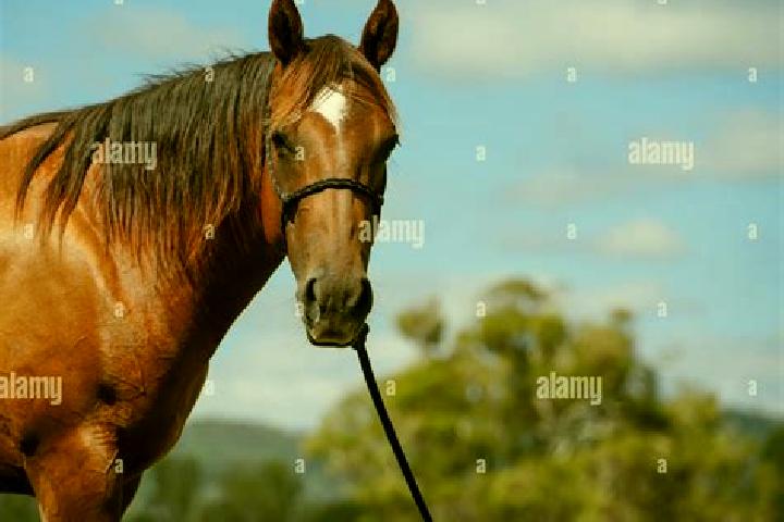 8 escort profiles in Bay Horse, United Kingdom. Browse companions, services, rates and book online. Incall and outcall available.