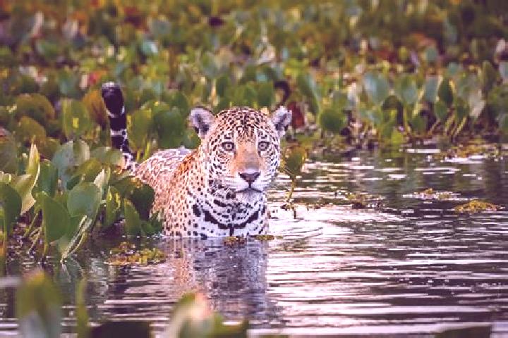 8 escort profiles in Pantanal, Brazil. Browse companions, services, rates and book online. Incall and outcall available.