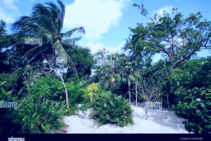 8 escort profiles in Tropical Gardens, Cayman Islands. Browse companions, services, rates and book online. Incall and outcall available.