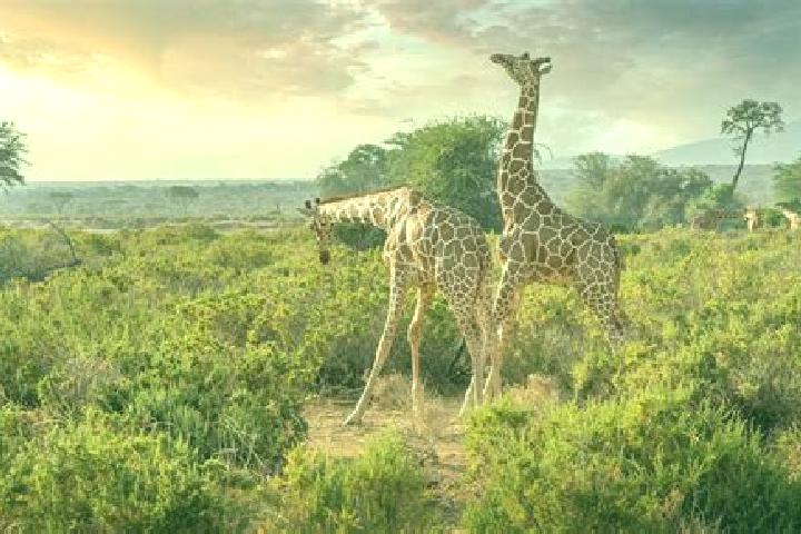 9 escort profiles in Samburu, Kenya. Browse companions, services, rates and book online. Incall and outcall available.