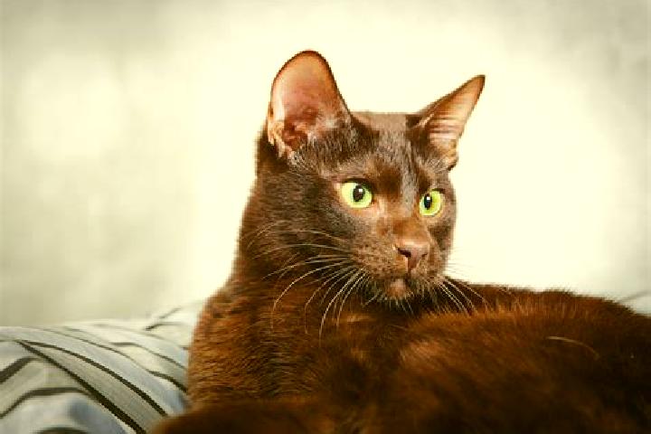 Abigail, 26, a black brown-eyed mixed companion based in Cha de Alegria. Offering Deep French Kissing, OWO, Duos. Available for incall and outcall, day and e...