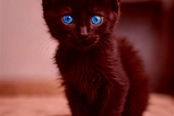Abigail, 27, a black blue-eyed mediterranean companion based in Bet Rabban. Offering CIM, OWO, Fetish, Tantra. Available for incall and outcall, overnight bo...