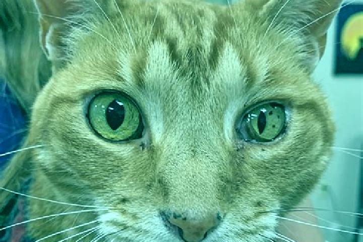 Abigail, 27 — Escort in Felines, France