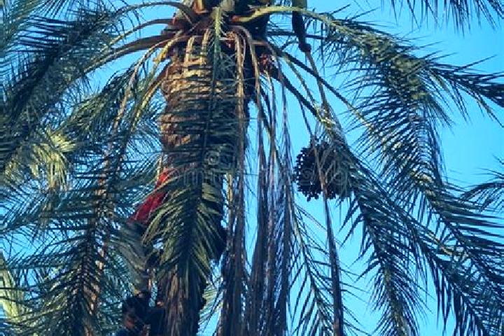 Abigail, 30 — Escort in Degache, Tunisia