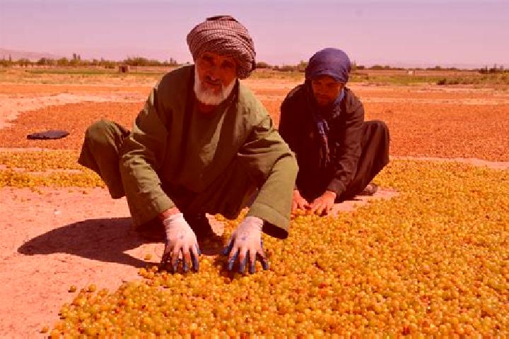 Abigail, 30 — Escort in Injil, Afghanistan