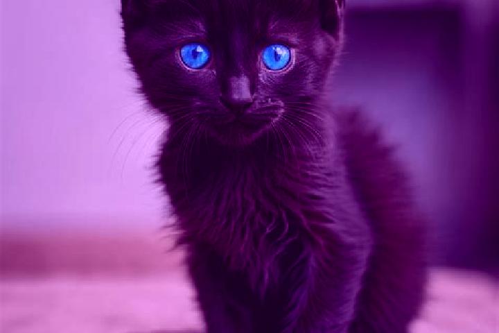 Abigail, 32, a black blue-eyed european companion based in Ludesti. Offering Party Girl, Prostate Massage, Massage, GFE. Available for incall and outcall, ov...