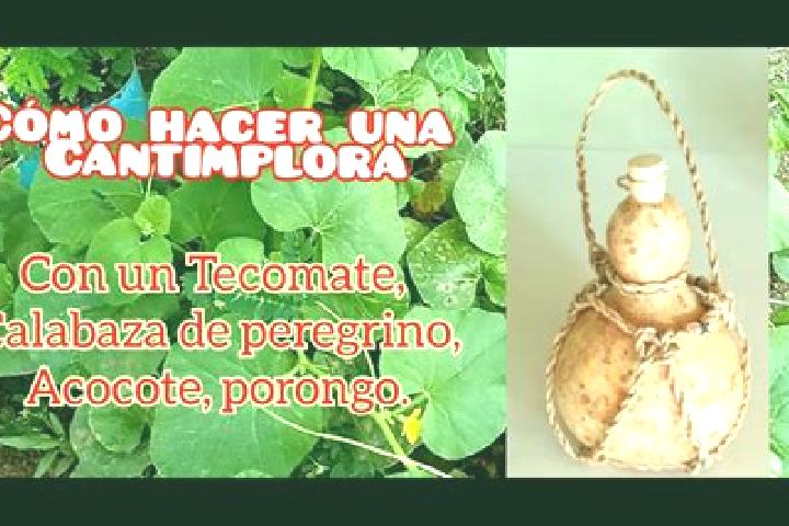 Abigail, 37 — Escort in El Tecomate de la Noria, Mexico