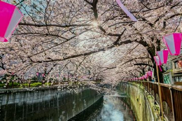 Addison, 21 — Escort in Nakameguro, Japan