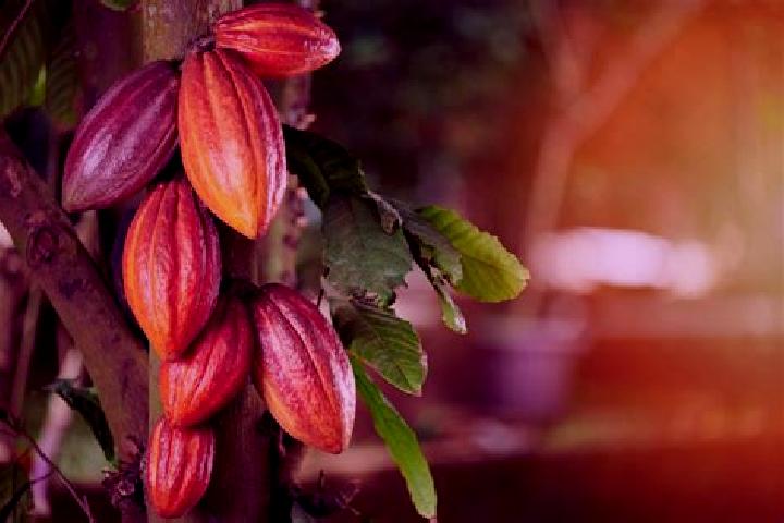 Addison, 22 — Escort in Flor de Cacao, Mexico
