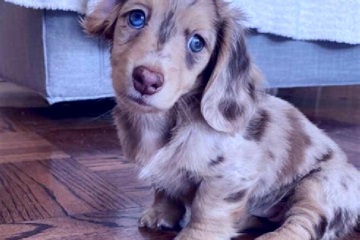 Addison, 24, a chestnut blue-eyed mixed companion based in Prato di Coppola. Offering CIM, OWO, Overnight, A-Level, BDSM. Available for incall and outcall, d...