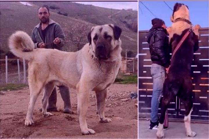 Addison, 25 — Escort in Kangal, Turkey