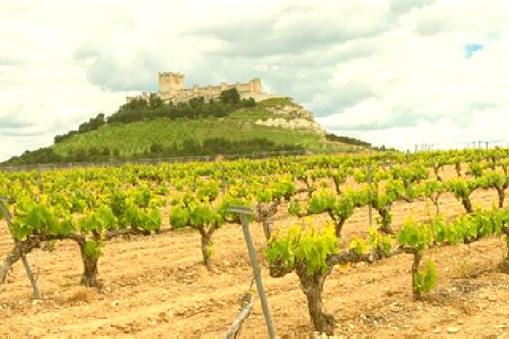 Addison, 34 — Escort in Ribera de Monte Rico (Nacamucuyi), Mexico