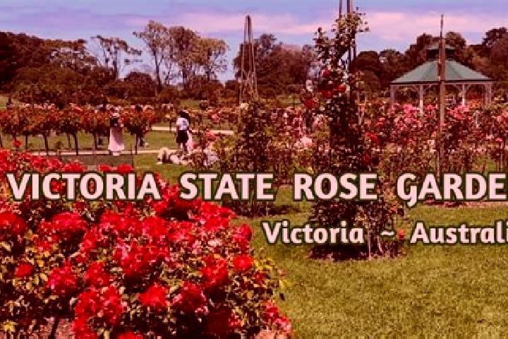 Addison, 35 — Escort in Rose Park, Australia