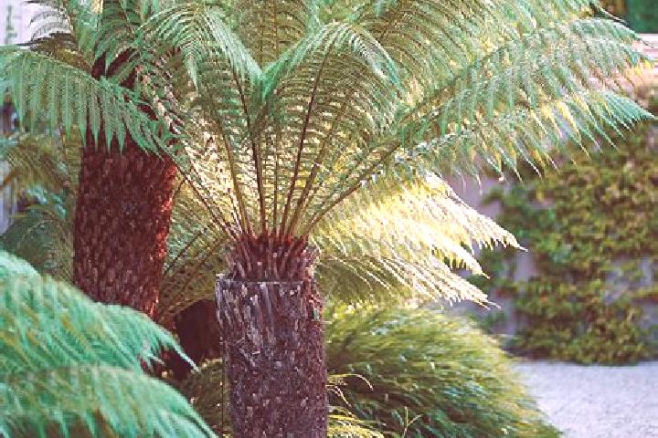 Addison, 36 — Escort in Fern Tree, Australia