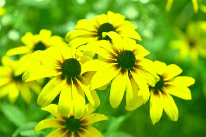 Addison, 38, a black dark-eyed ebony companion based in Potrero Grande. Offering CIM, Massage, Girlfriend Experience. Available for incall and outcall, overn...
