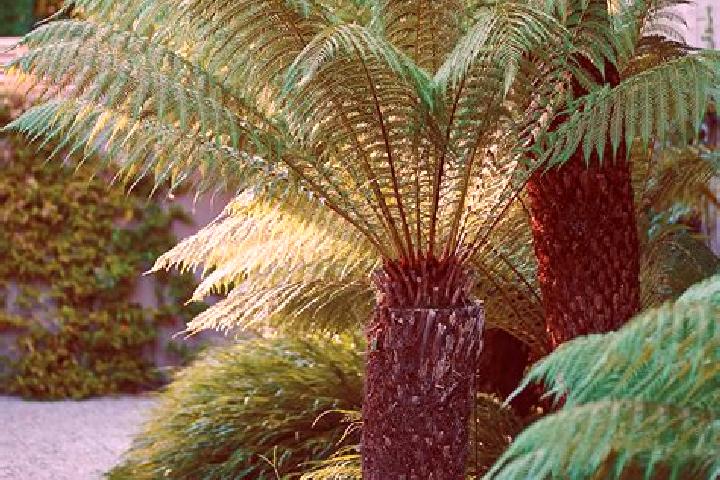 Alice, 23 — Escort in Fern Tree, Australia