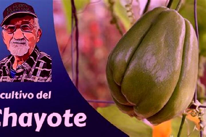 Alice, 28 — Escort in El Chayote, Mexico