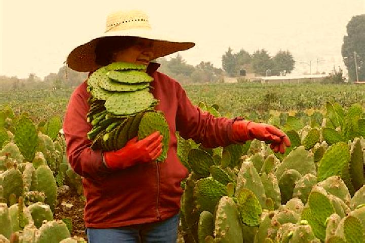 Alice, 28 — Escort in La Nopalera, Mexico
