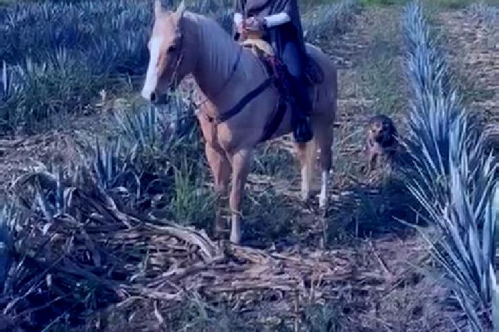 Alice, 33 — Escort in Arroyo Zacate, Mexico