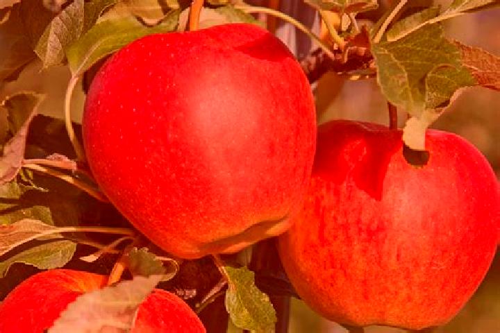 Alice, 37 — Escort in Otis Orchards-East Farms, United States