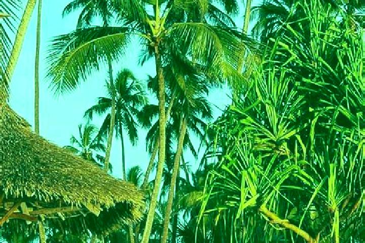 Alice, 38 — Escort in Kandete, Tanzania