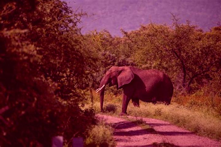 Alice, 39 — Escort in Makuyuni, Tanzania