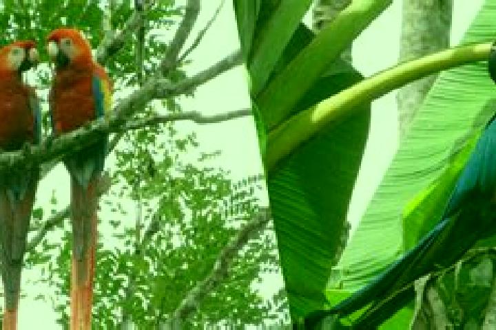 Amelia, 21 — Escort in Guacamayas, Colombia
