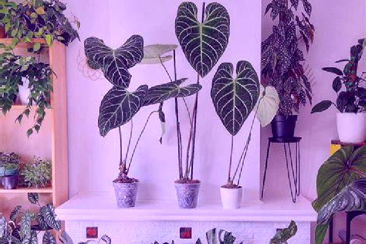 Amelia, 22, a black hazel-eyed mixed companion based in Villa de El Carmen Tequexquitla. Offering Massage, OWO, A-Level, Couples. Available for incall and ou...