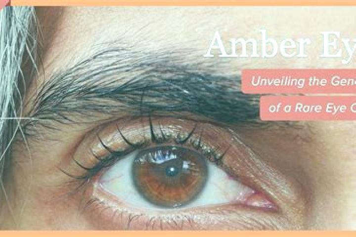 Amelia, 22, a red amber-eyed middle eastern companion based in Bocaiuva do Sul. Offering Dinner Date, CIM, Roleplay, Travel Companion. Available for incall a...