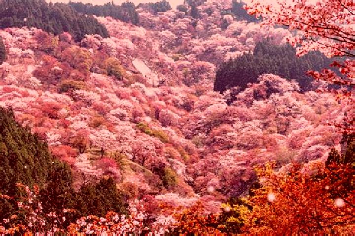 Amelia, 22 — Escort in Kumano, Japan